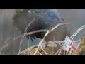 Stunning footage from Yunnan featuring Sclater's monal Pheasant