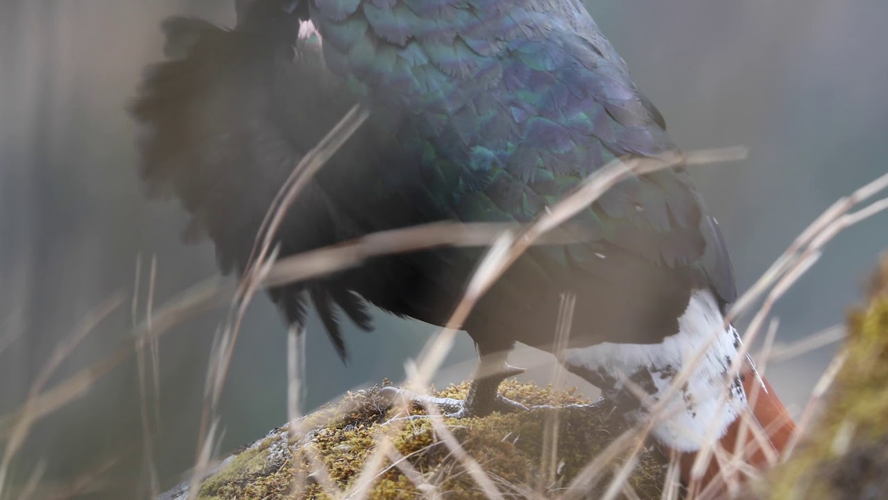 Stunning footage from Yunnan featuring Sclater's monal Pheasant