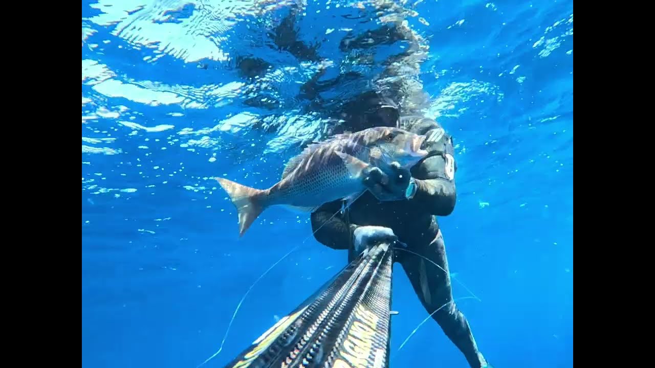 🌊 DENTEX EVERYWHERE | Spearfishing in Clear Blue 🐬#dentex #dentexhunting #spearfishing 