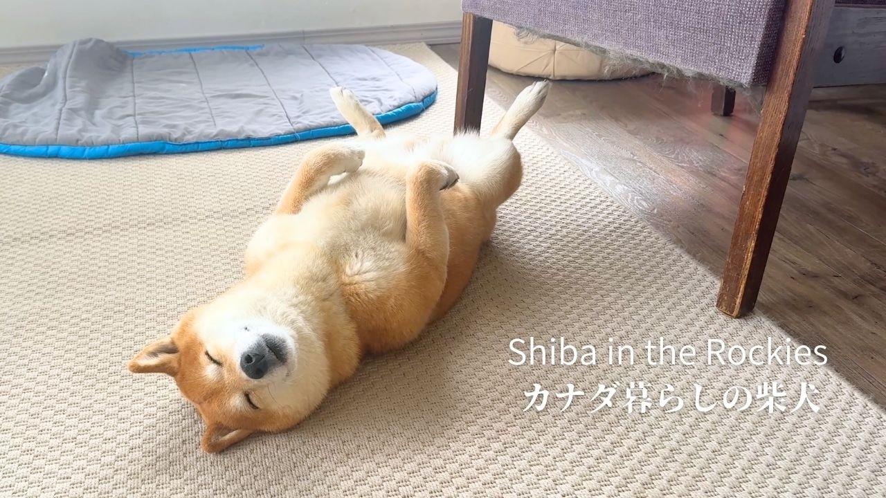 Did she enjoy her walk a little too much? Nara ends up belly-up