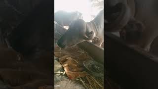 jafrabadi buffelo #farming