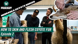 Nebraska Coyote Series | How to Skin and Flesh Coyote Fur - Episode 2
