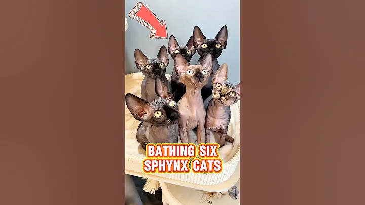 Watch the video about Bathing six Sphinx cats