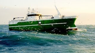 Celebrity Ice Cold Catch Wealth