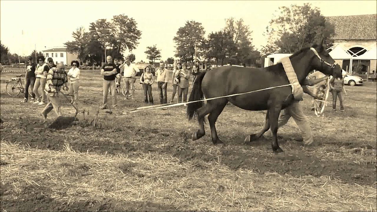 cavalieri-dell-torre-antica-aratura-con-cavallo-sagra-del-tresto-2012