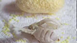 Silkworm moths laying eggs