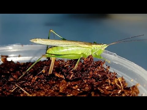 Conehead Katydid lays eggs Кузнечик мечник откладывает яйца (Conocephalus fuscus).