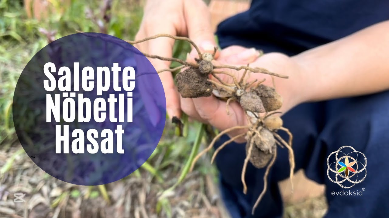 Salep Yetiştiriciliği- Salepte Nöbetleşe Hasat