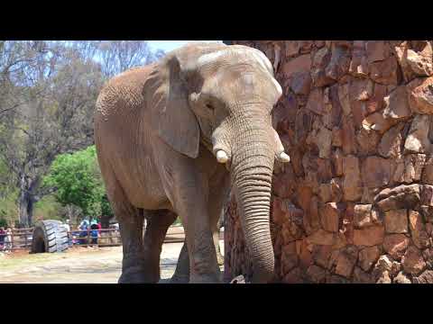 हाथी अन्य जानवरों की तुलना में कितने बड़े होते हैं? सबसे बड़े स्थलीय स्तनधारियों के बारे में जानकारी