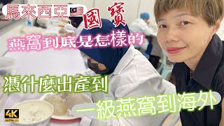 【722】🎞4K How to Produce Bird’s Nest In Malaysia 🇲🇾馬來西亞國寶🪶燕窩到底是怎樣的👍🏻憑什麼出產到🈵一級燕窩到海外
