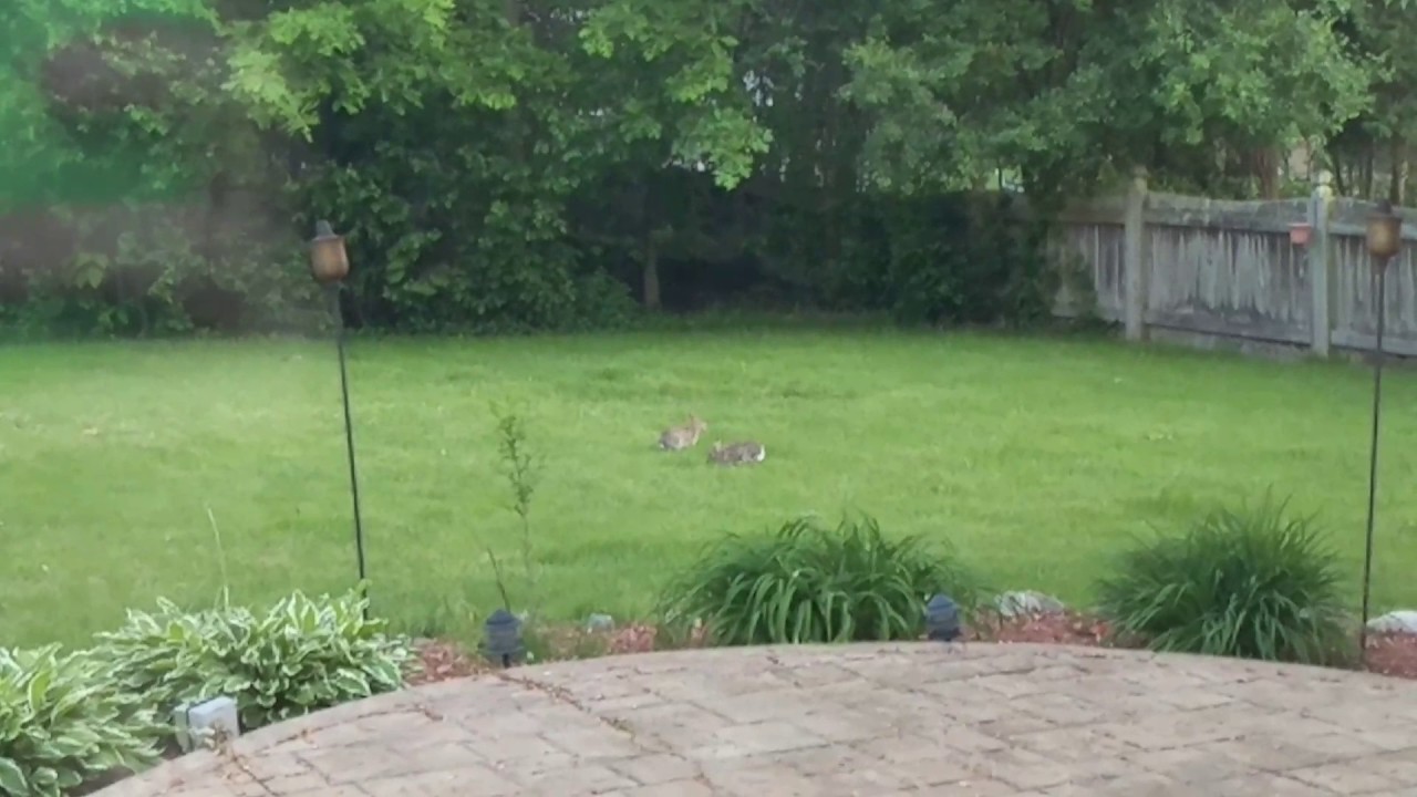 Wild Rabbits Play In Backyard, Super Cute *Not Fritz ...