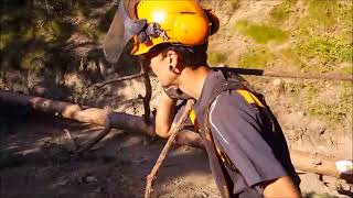 Curs d'Oficial Forestal Especialista