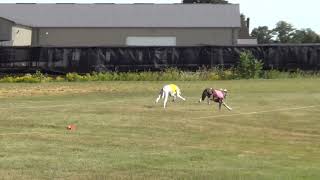 Greyhounds Coursing by Njoy Japanese Chin 26 views 3 years ago 34 seconds