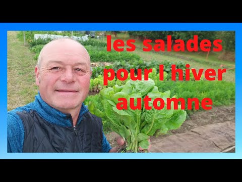 Vidéo: Quelles Salades Sont Utiles Pour Cuisiner En Hiver