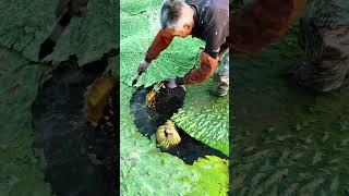 Harvesting Gorgon Fruit Euryale Ferox Life