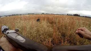 Pepper the Pointer - Seven Month Old German Shorthaired Pointer Quail Hunting by Tekhed454 220 views 3 years ago 1 minute, 11 seconds