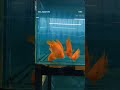 Fish Lovers #fishlovers #🫠✨👀