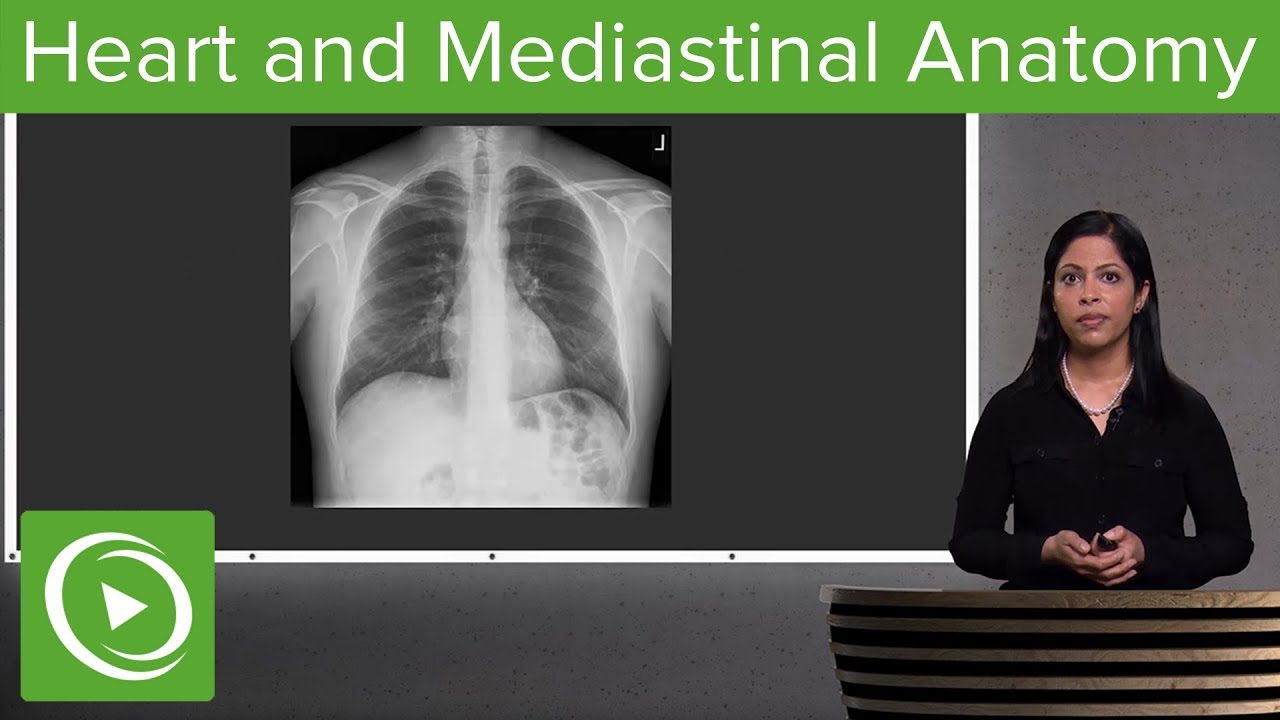 Heart and Mediastinal Anatomy – Radiology | Lecturio