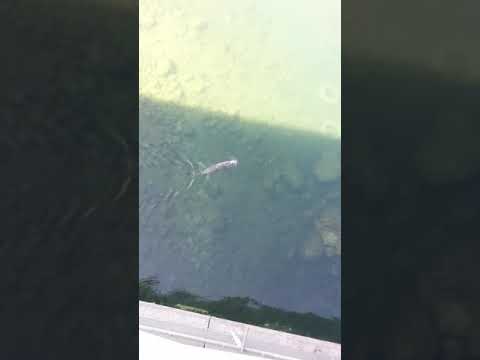 Seal at Horseshoe