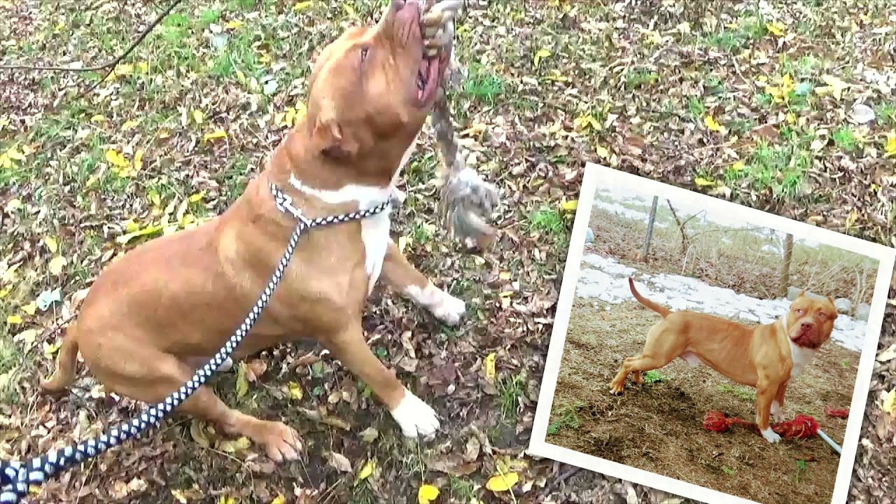 Red nose Pitbulls In Action: Camelot Bloodline - Majesy, Power, and Beauty