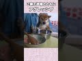 ご飯の準備とともにアグレッシブ #柴犬 #shibainu #癒し