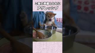 ご飯の準備とともにアグレッシブ #柴犬 #shibainu #癒し