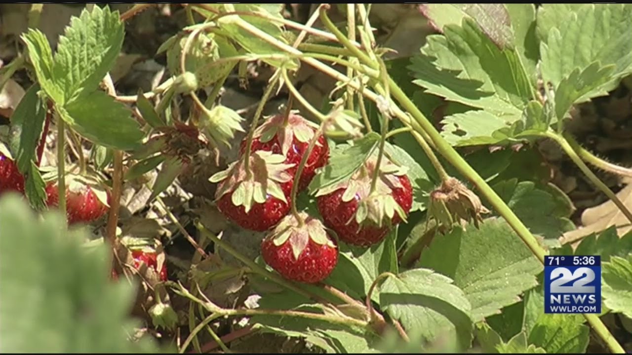 Strawberry season has officially begun in western Massachusetts YouTube