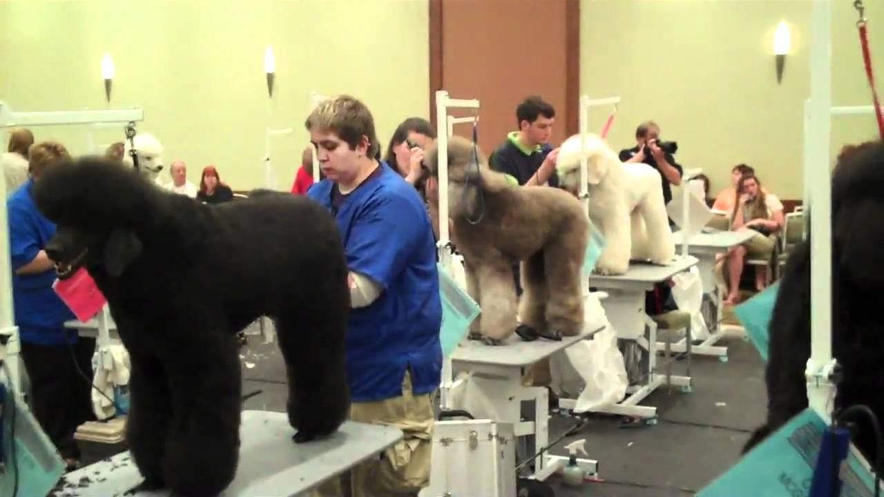 American Dog grooming Show, Competition 