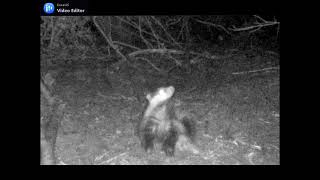 Badger having a scratch...