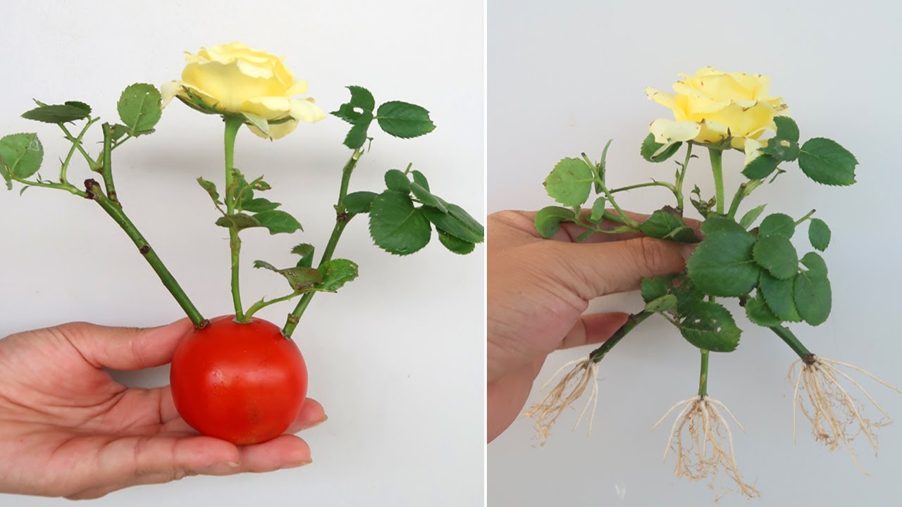 How to propagate Roses from cuttings with tomatoes for beginners YouTube