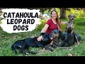 Meet Our Working Farm Dogs | Louisiana Catahoula Leopard Dogs