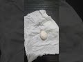 بيضة طيور الكوكتيل بدي أعملها حضانة لعلها تعيش وتفقس