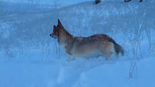 Lill Julaften 2017 Nyvoll