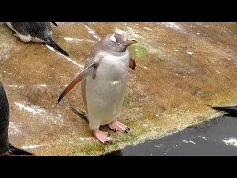 Leucisitic Gentoo Penguin 'Snowflake' at Edinburgh Zoo - 18/02/23 - YouTube