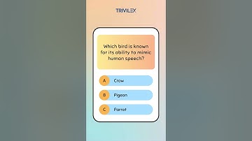 Quiz Quest: Test Your Knowledge in 60 Seconds!
