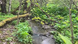 Pleasant sounds of the stream. Calming sounds of nature. It will help you fall asleep.