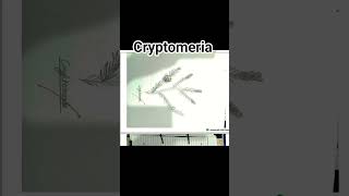 fig :cryptomeria for all botany students #botanylovers #biology #botany #viralvector