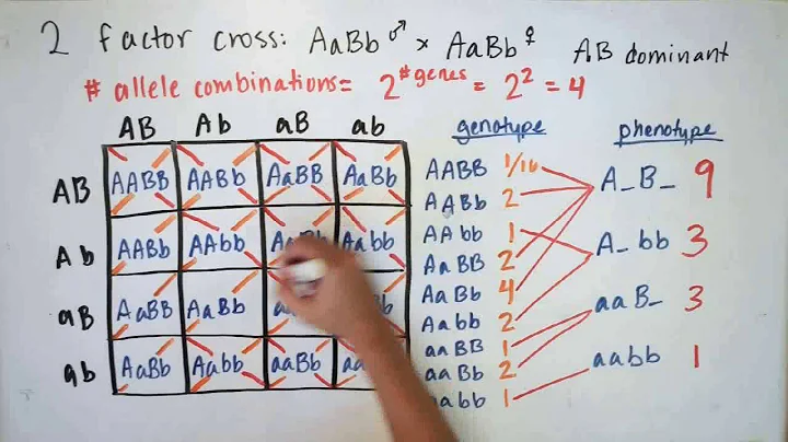 Probability and Mendelian Genetics