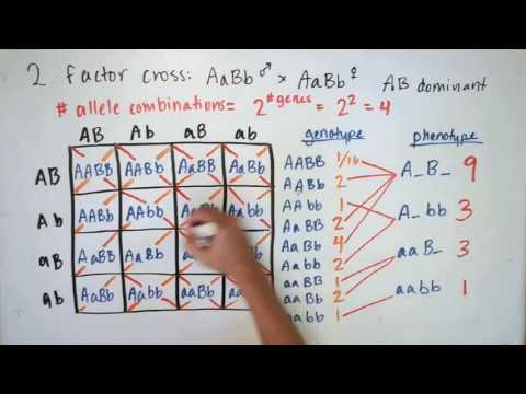 वीडियो: यह महत्वपूर्ण क्यों है कि मेंडेलियन आनुवंशिकी में संभाव्यता की गणना की जा सकती है?