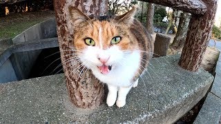 三毛猫の可愛い鳴き声につられて黒猫もやって来た