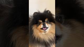 Pomeranian Makes A Mess At Home  #shorts #dog #pomeranian