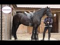 Teaching the collected canter to my Friesian horse