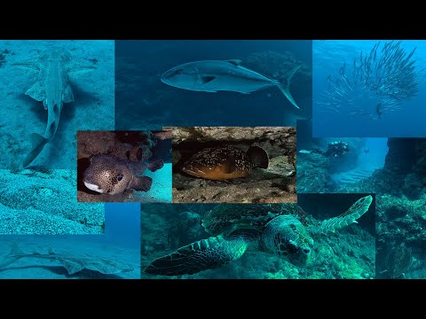 Buceo en Montaña Amarilla 08-11-2025