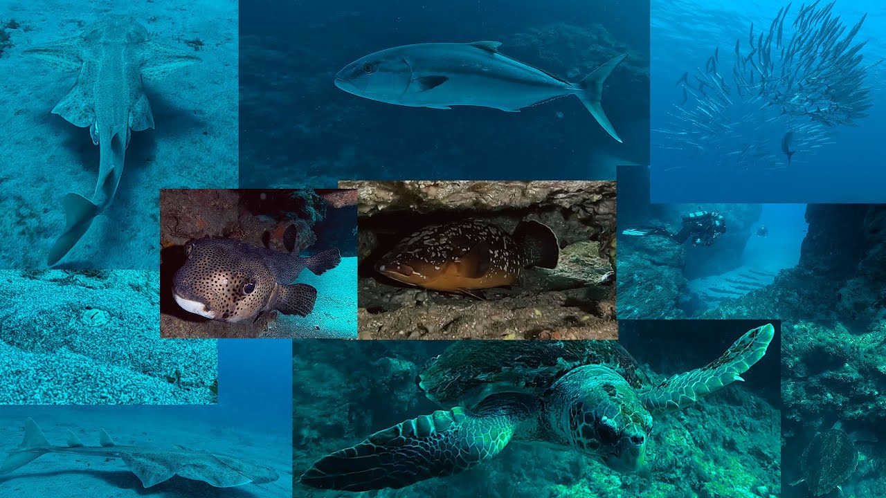 Buceo en Montaña Amarilla 08-11-2025