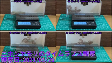 【Memorandum】 2025年05月26日 RPi-Cam-Web-Interfaceを用いたニホンヤモリのTimelapse観察