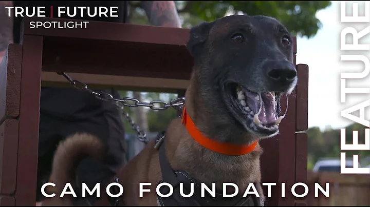 You Have Not Seen Dogs Do This (Feature)