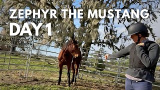 0125 has a name! Day 1 with Zephyr the Mustang by Elisa Wallace Eventing 16,309 views 2 months ago 6 minutes, 58 seconds