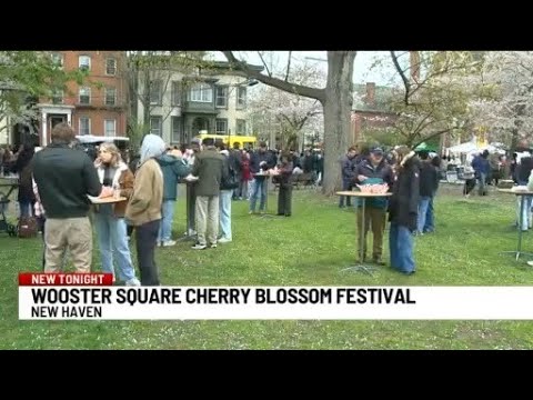 Video thumbnail: Wooster Square Cherry Blossom Festival returns to New Haven