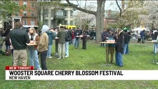 Wooster Square Cherry Blossom Festival returns to New Haven
