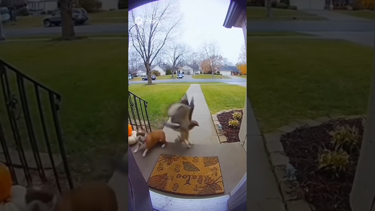 Rabbit Saves Dog from Hawk Attack 🐶🐇 | Ring Doorbell Footage 